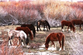 The last of the snow. A few nibbles of green grass start to come up.